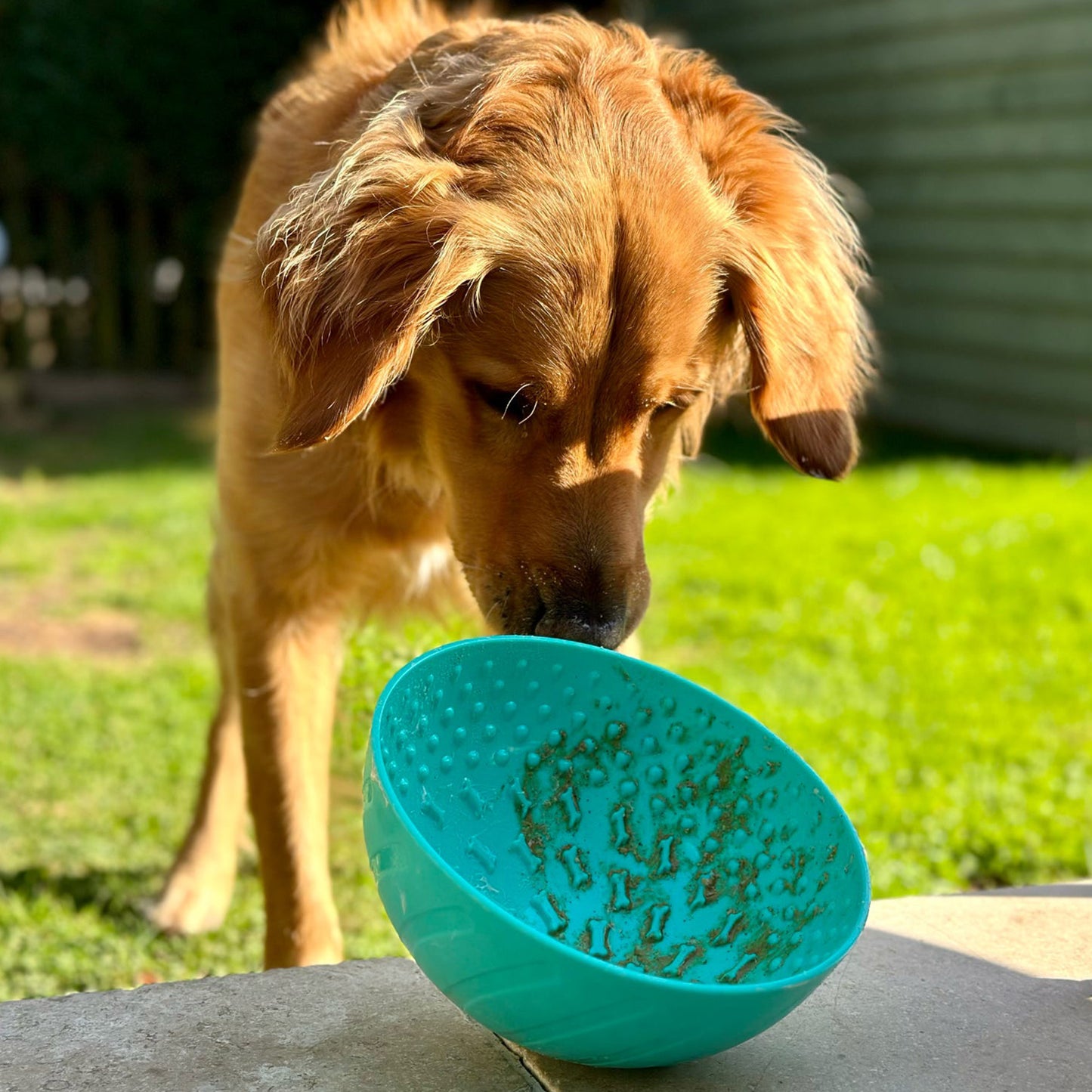 Orva Wobble Lick Bowl - enrichment