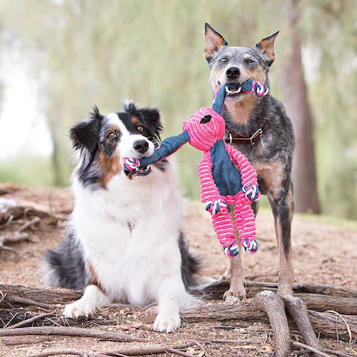Toys & Enrichment