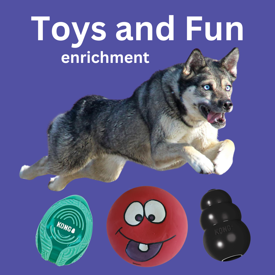 Toys & Enrichment