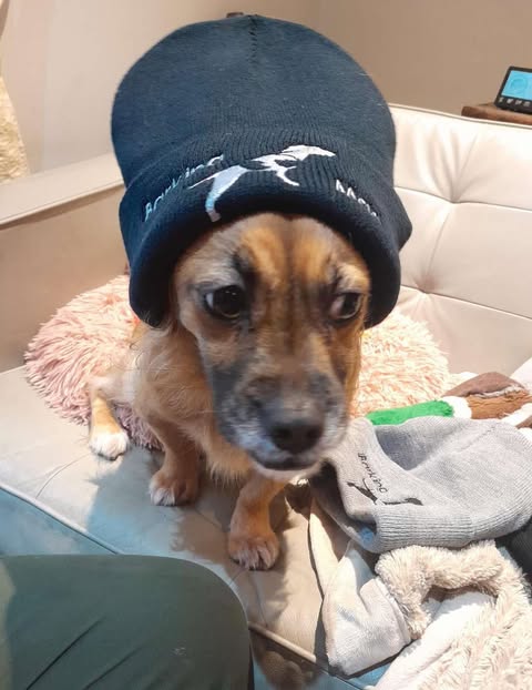 Barking Mad Dog Rescue Beanie