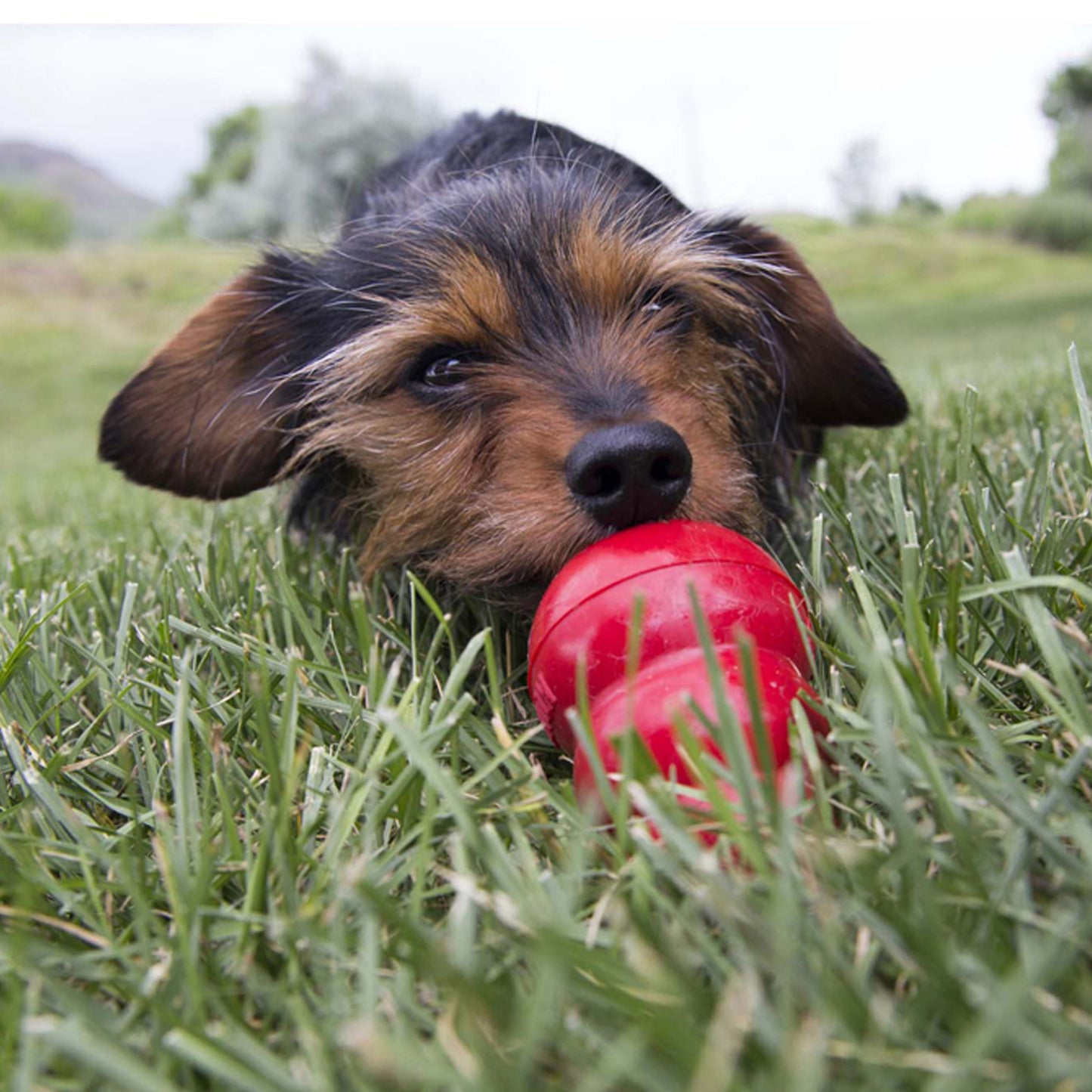 Kong Easy Treat Liver