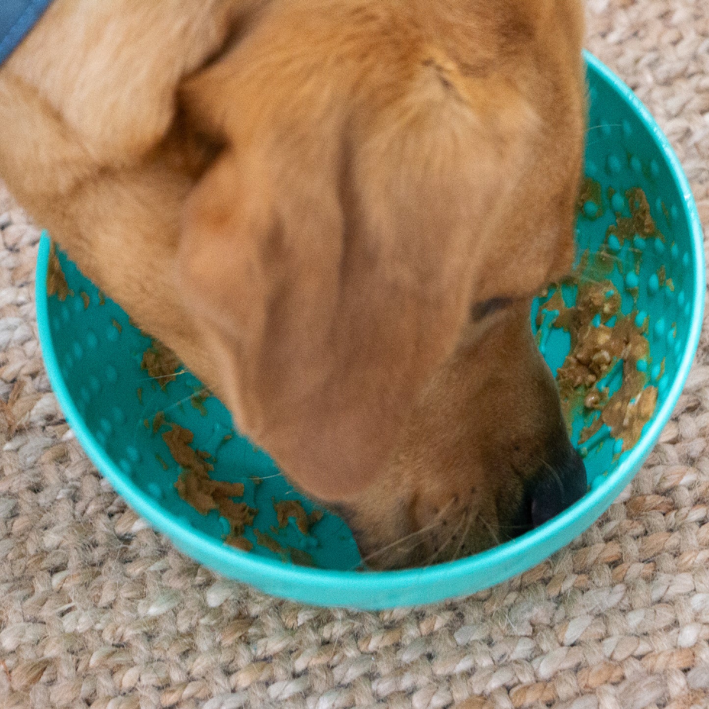Orva Wobble Lick  Bowl - enrichment