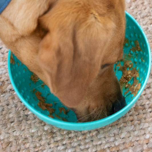 Orva Wobble Lick  Bowl - enrichment