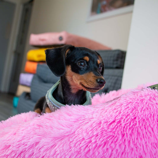Supersoft Plush Donut Bed
